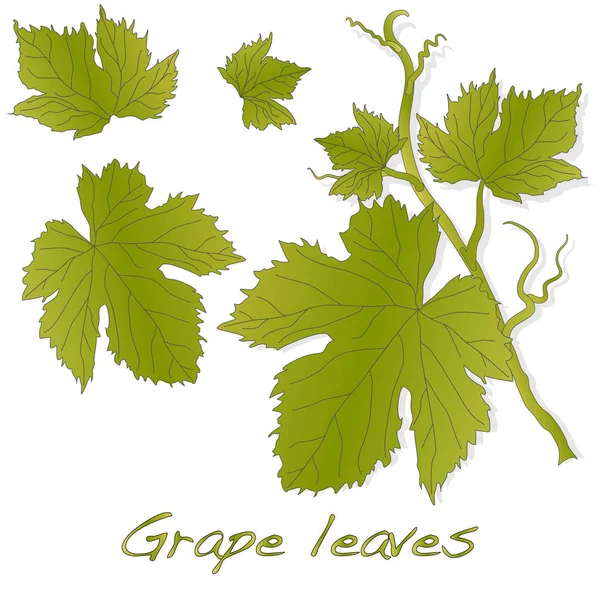 Grape leaves isolated on white. — Stock Vector