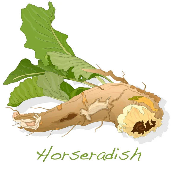 Isolated horseradish root image on the white background — Stock Photo, Image