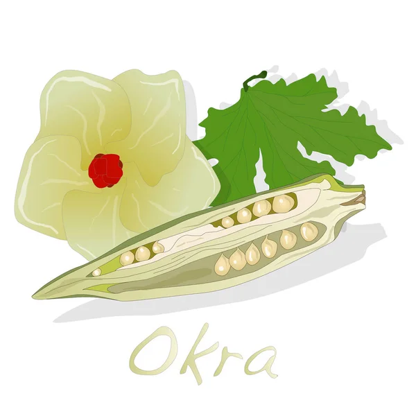 Okra kasvi kuva eristetty whtie — kuvapankkivalokuva