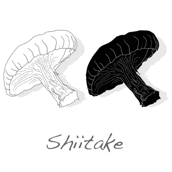 Shiitake paddenstoel vector illustratie — Stockvector