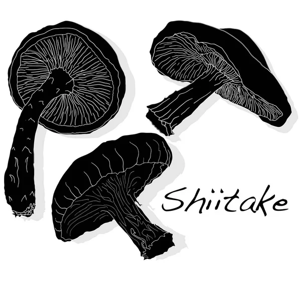 Shiitake mushroom vector illustration — Stock Vector