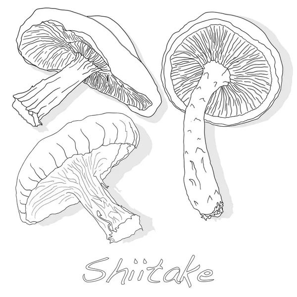 Shiitake paddenstoel vector illustratie — Stockvector
