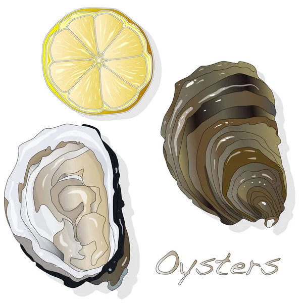 Verse oesters op witte achtergrond — Stockvector