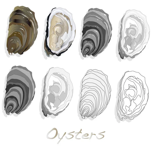 Verse oesters op witte achtergrond — Stockvector