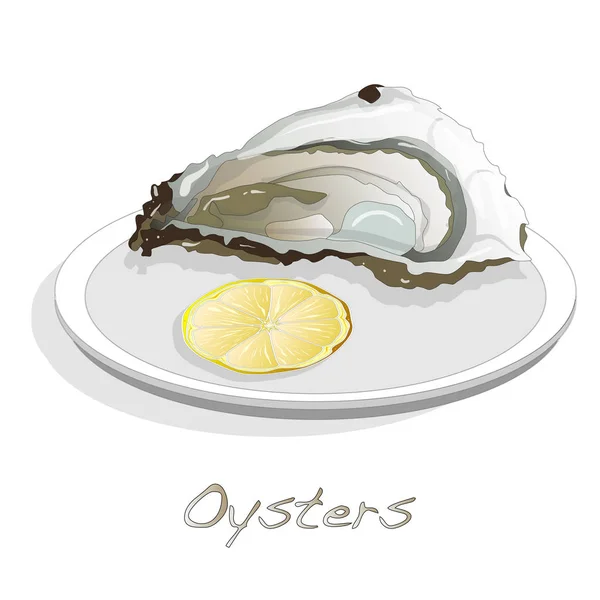 Conjunto de imagens de ostras frescas — Vetor de Stock