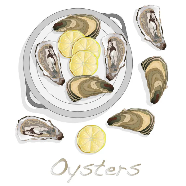 Verse oesters afbeelding instellen — Stockvector