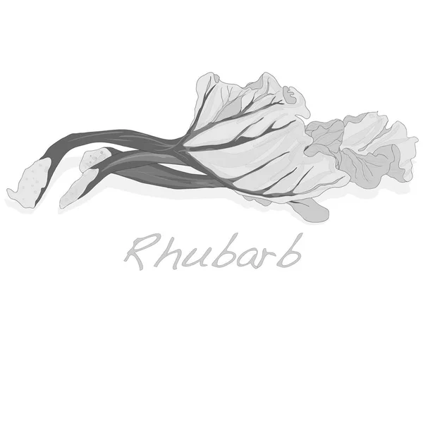 Rhubarbe fraîche isolée sur blanc — Image vectorielle