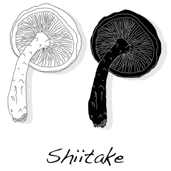 Shiitake, grzyb ilustracja — Zdjęcie stockowe