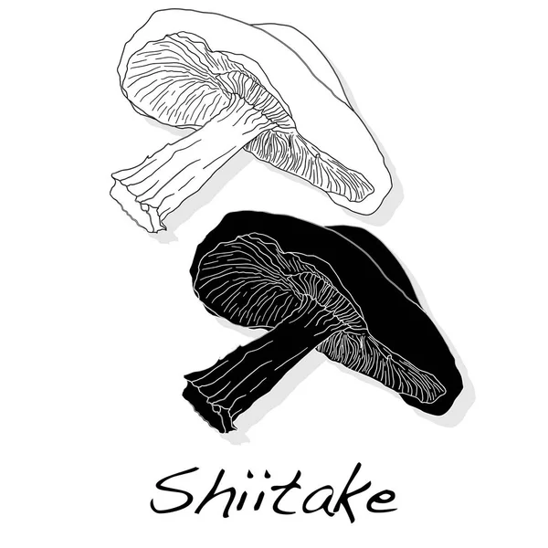 Иллюстрация грибов шиитаке — стоковое фото