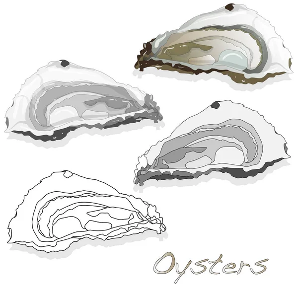 Verse oesters op witte achtergrond — Stockfoto