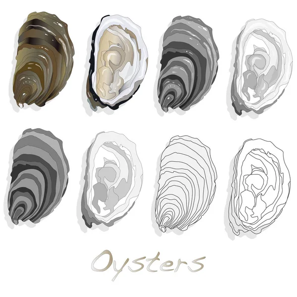 Verse oesters op witte achtergrond — Stockfoto