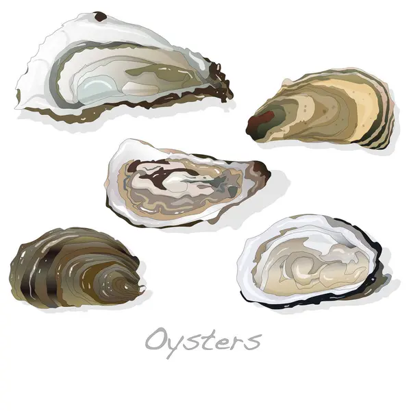 Frisch geöffnete Auster auf weiß — Stockfoto