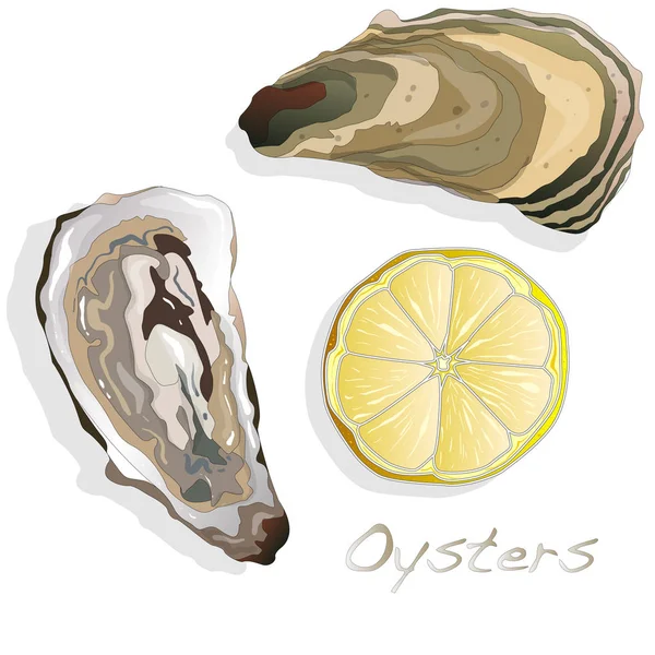 Verse geopend oester op wit — Stockfoto