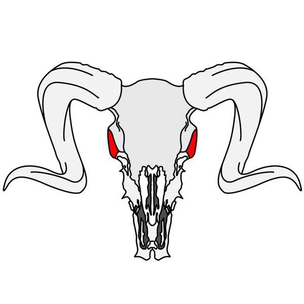 Ilustración dibujada a mano del cráneo — Vector de stock