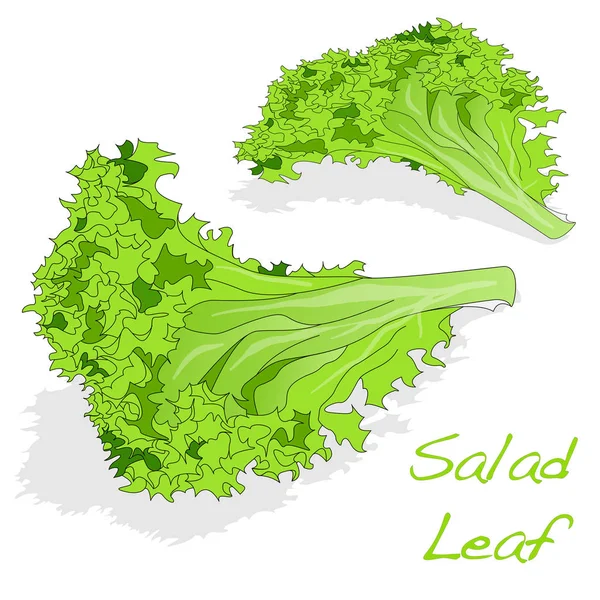 Folhas de salada de alface verde fresca — Vetor de Stock