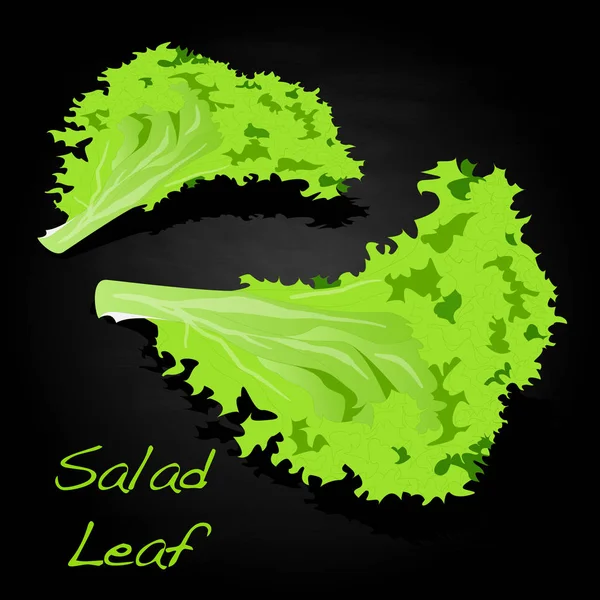 新鮮なグリーンレタスサラダの葉 — ストックベクタ