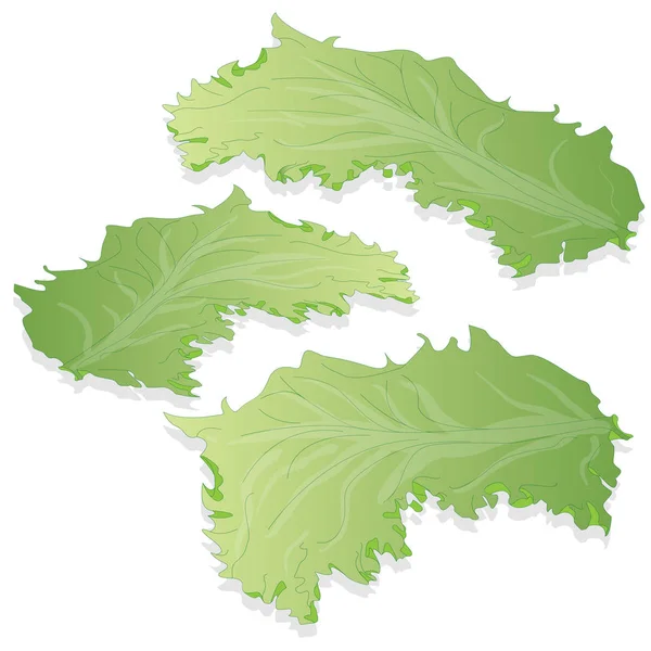 Νωπά πράσινα φύλλα σαλάτας — Διανυσματικό Αρχείο