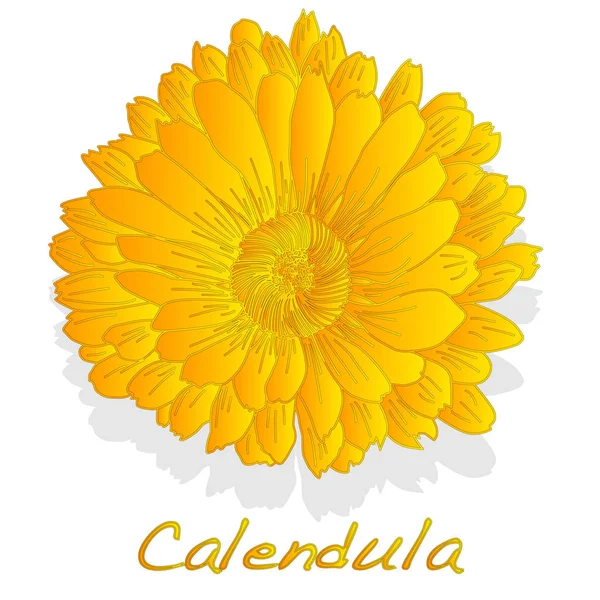 Calendula. Medisch kruid illustratie geïsoleerd. — Stockvector