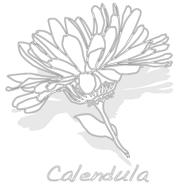 Calendula. Medical herb illustration isolated. — Stock Vector