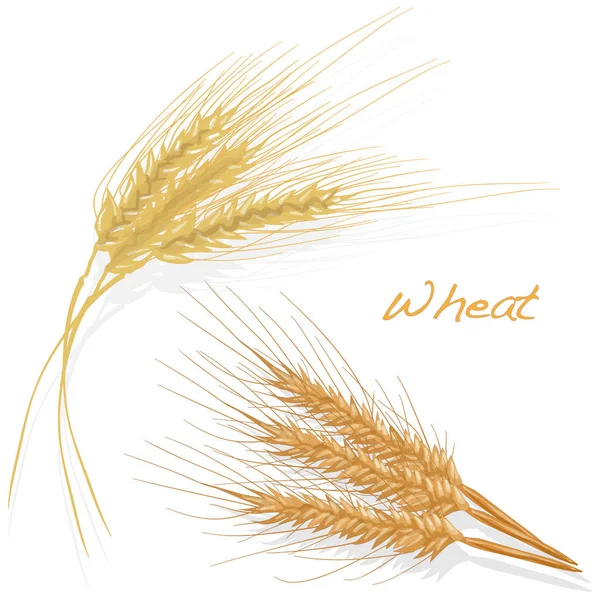 Wheat illustration set on white background — Stock Vector