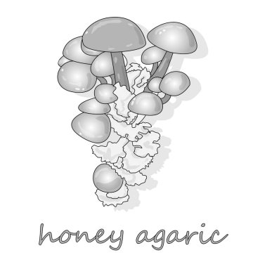 Agaric mantar tatlım. Grup vahşi Armillaria mantar.