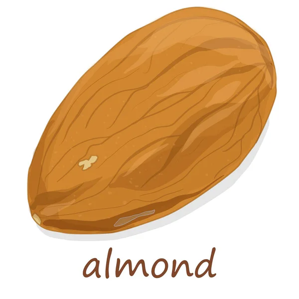 Almendra aislada. Nueces sobre fondo blanco . — Vector de stock