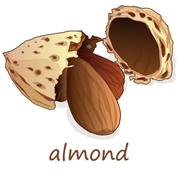 Almond isolerade. Nötter på vit bakgrund. — Stock vektor