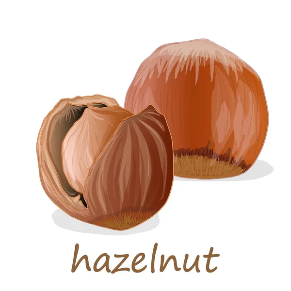 Closeup of hazelnuts, isolated on the white background. — Stock Vector