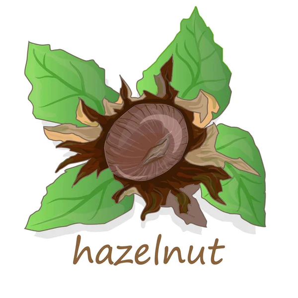 Closeup of hazelnuts, isolated on the white background. — Stock Vector