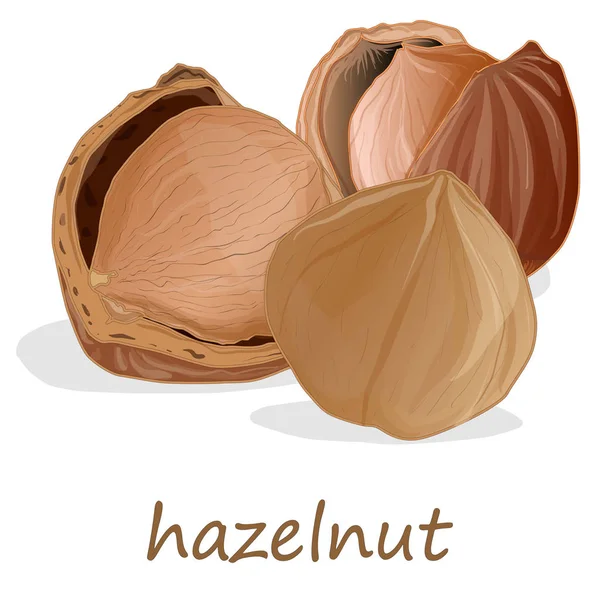 Closeup of hazelnuts, isolated on the white background. — Stock Vector