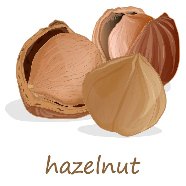 Penutup hazelnut, terisolasi pada latar belakang putih. - Stok Vektor