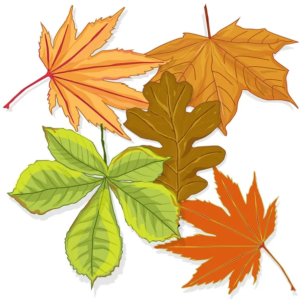 Πολύχρωμα φύλλα του φθινοπώρου απομονωμένα σε λευκό φόντο — Διανυσματικό Αρχείο