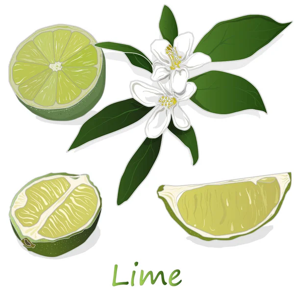 Lime juteuse sur fond blanc . — Image vectorielle