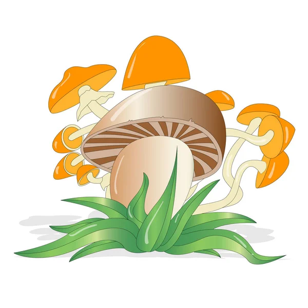 Mushrooms illustration set on white isolated — Stock Vector