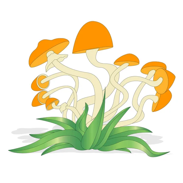 Illustration champignon sur blanc isolé — Image vectorielle