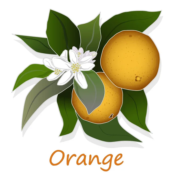 Arancio fresco isolato su sfondo bianco — Vettoriale Stock