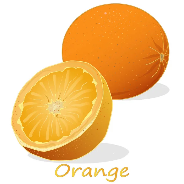 Orange fraîche isolée sur fond blanc — Image vectorielle