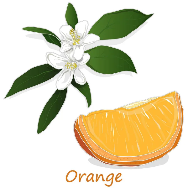 Orange segar diisolasi di latar belakang putih - Stok Vektor