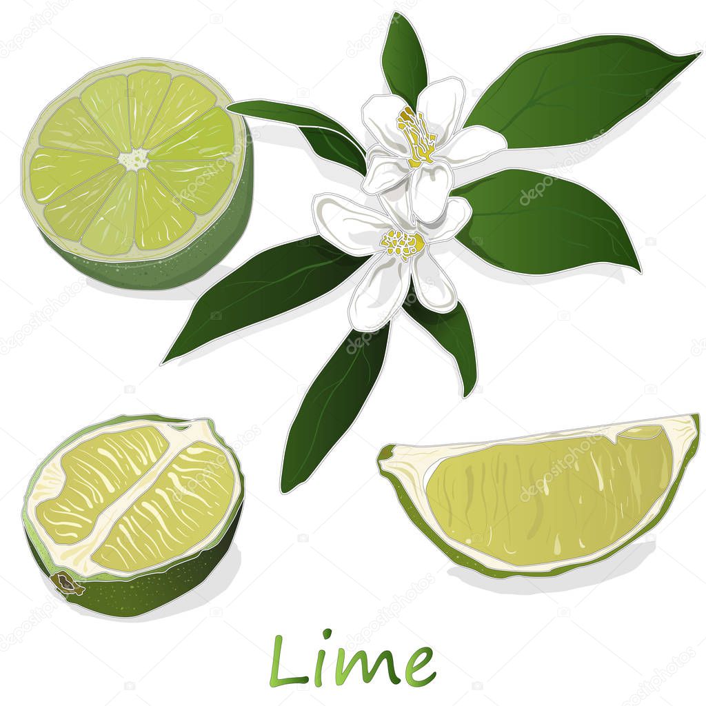 Juicy lime on white background.