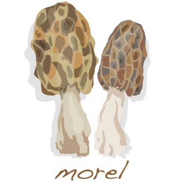 Bahar mantar morel. Beyaz izole morels