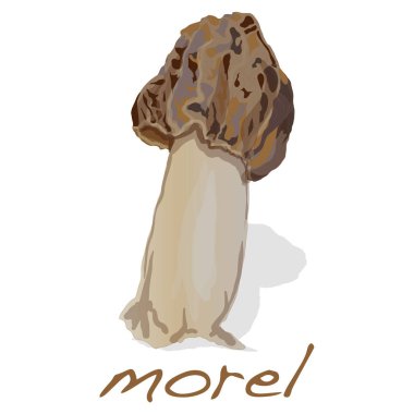 Bahar mantar morel. Beyaz izole morels