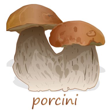 İzole Porcini beyaz arka plan.