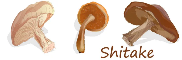 Shitake mushroom illustration isolated — Stock Vector