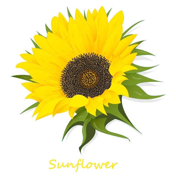 Bunga matahari diisolasi pada ilustrasi latar belakang putih - Stok Vektor
