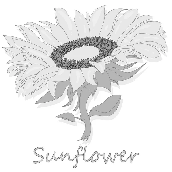 Sonnenblume isoliert auf weißem Hintergrund Illustration — Stockvektor