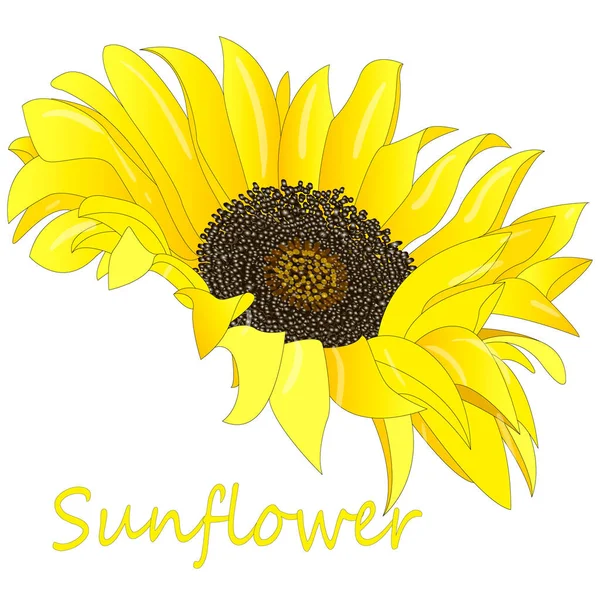 Girasol aislado sobre fondo blanco ilustración — Vector de stock