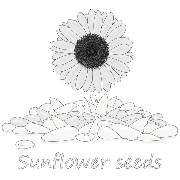 Sunflower seeds pile against white background illustation — Stock Vector