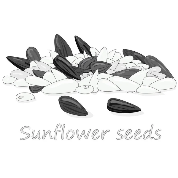 Sunflower seeds pile against white background illustation — Stock Vector