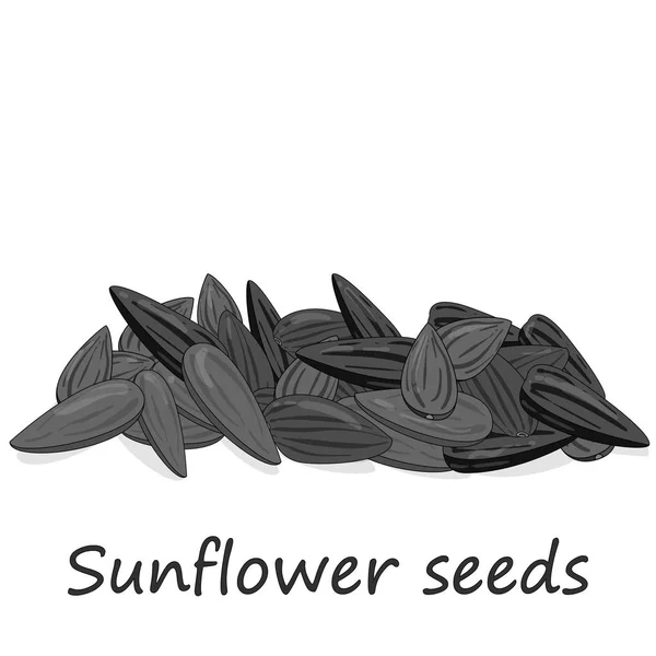 Sonnenblumenkerne stapeln sich vor weißem Hintergrund — Stockvektor