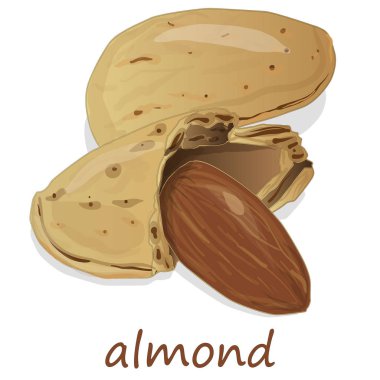 Badem izole. Beyaz zemin üzerine fındık.